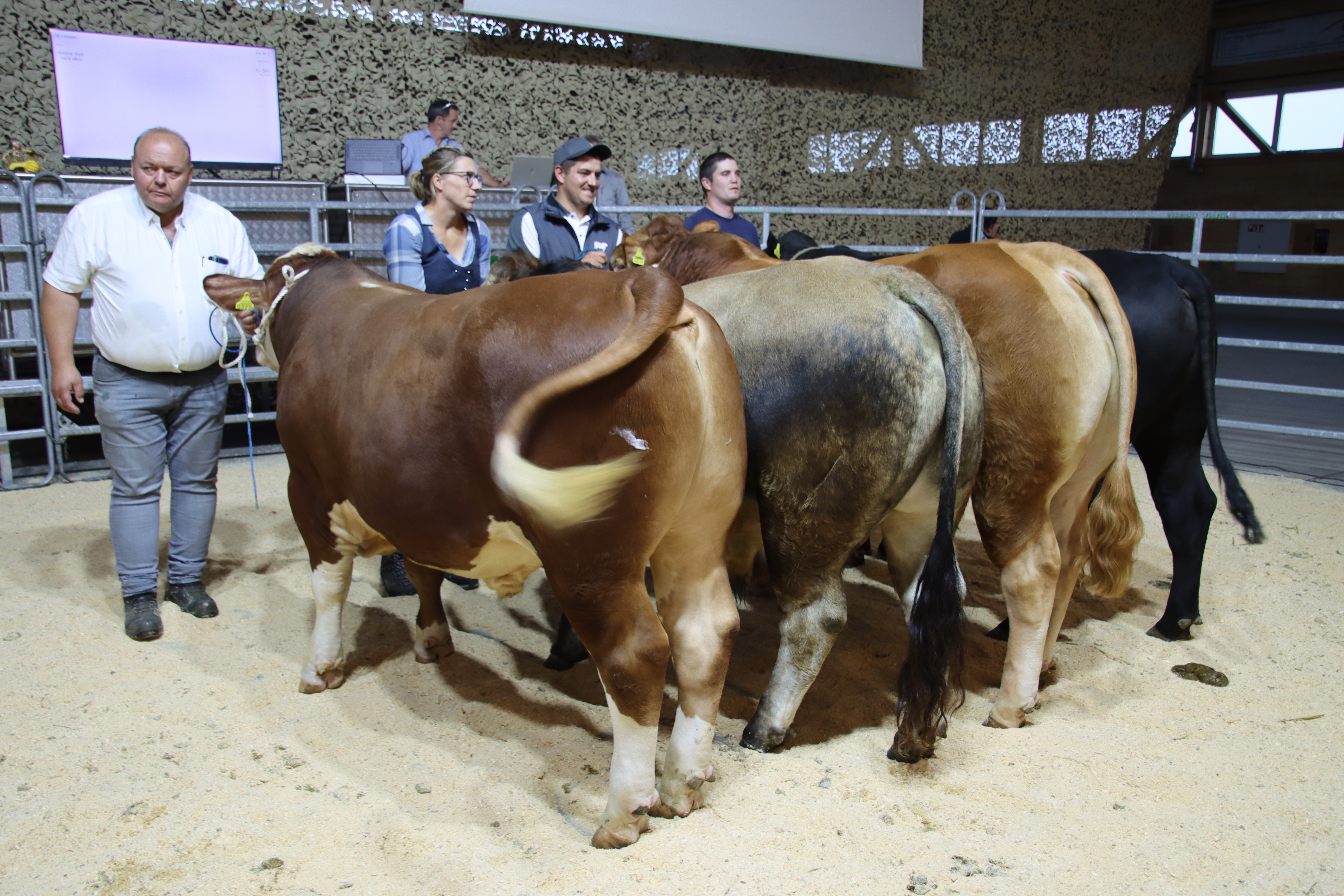 Légende : Un large choix de taureaux suisses attend les acheteurs au marché. Source : Vache mère Suisse