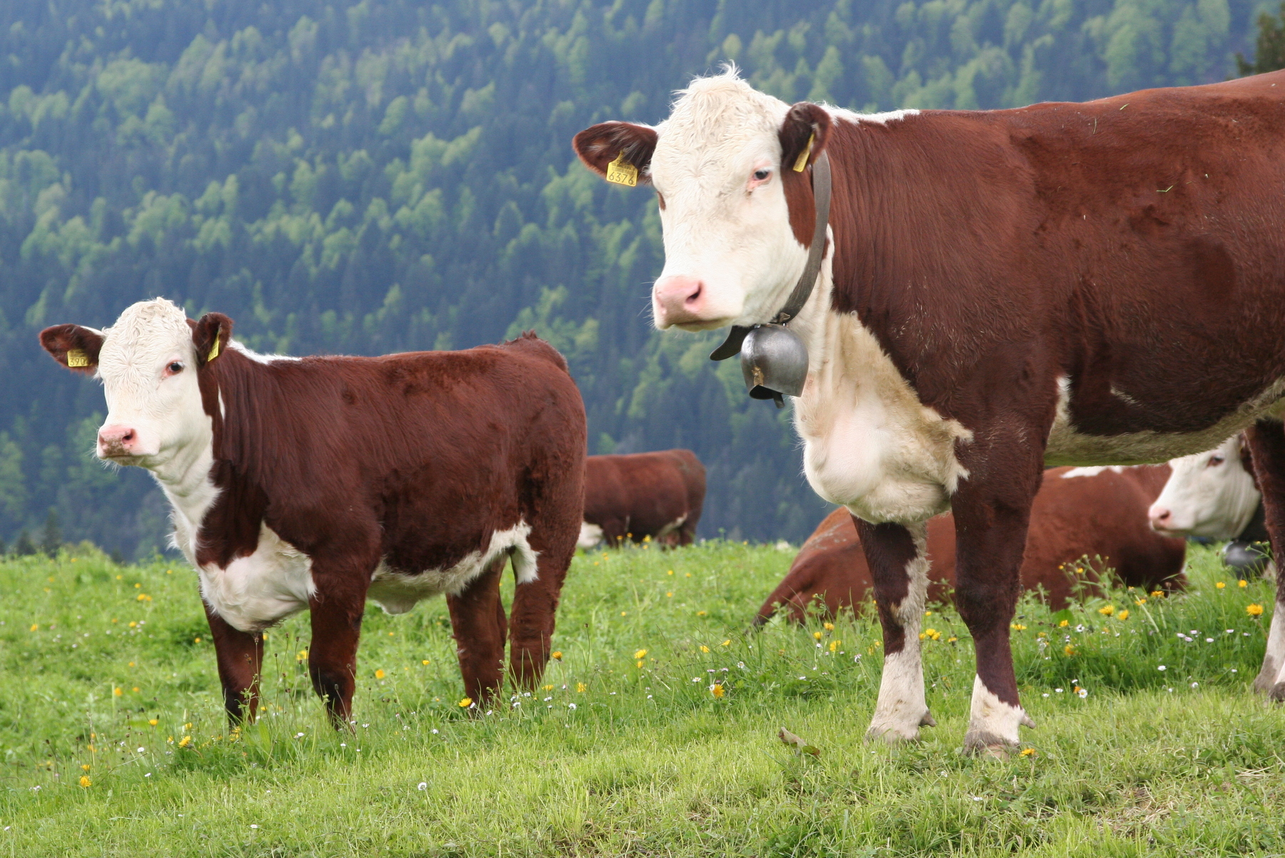 Copyright Vache mère Suisse