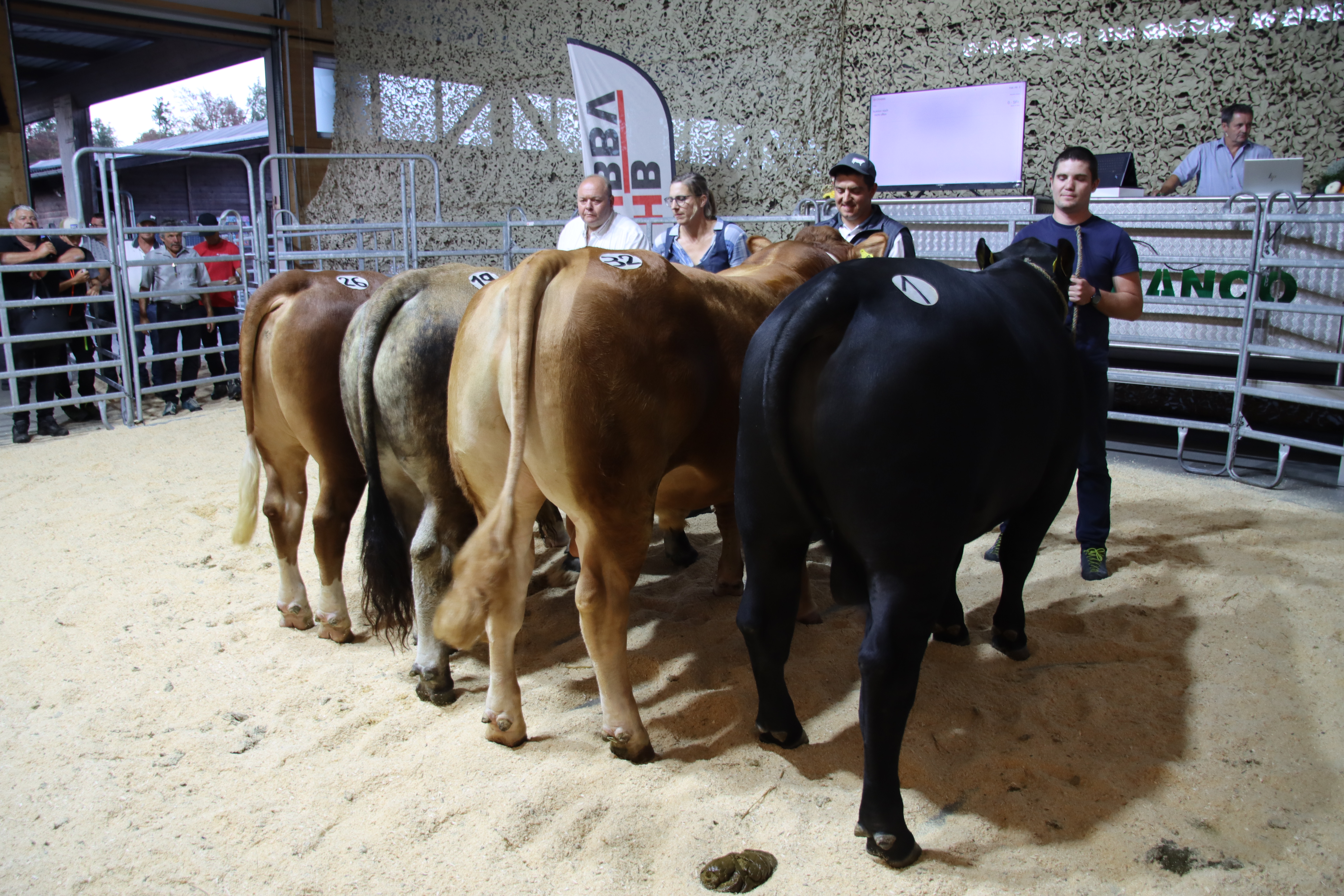 Copyright VMS : Les 15 et 16 janvier 2025, Vache mère Suisse fêtera son 100e marché des taureaux. Une large palette de taureaux de races à viande y sera proposée