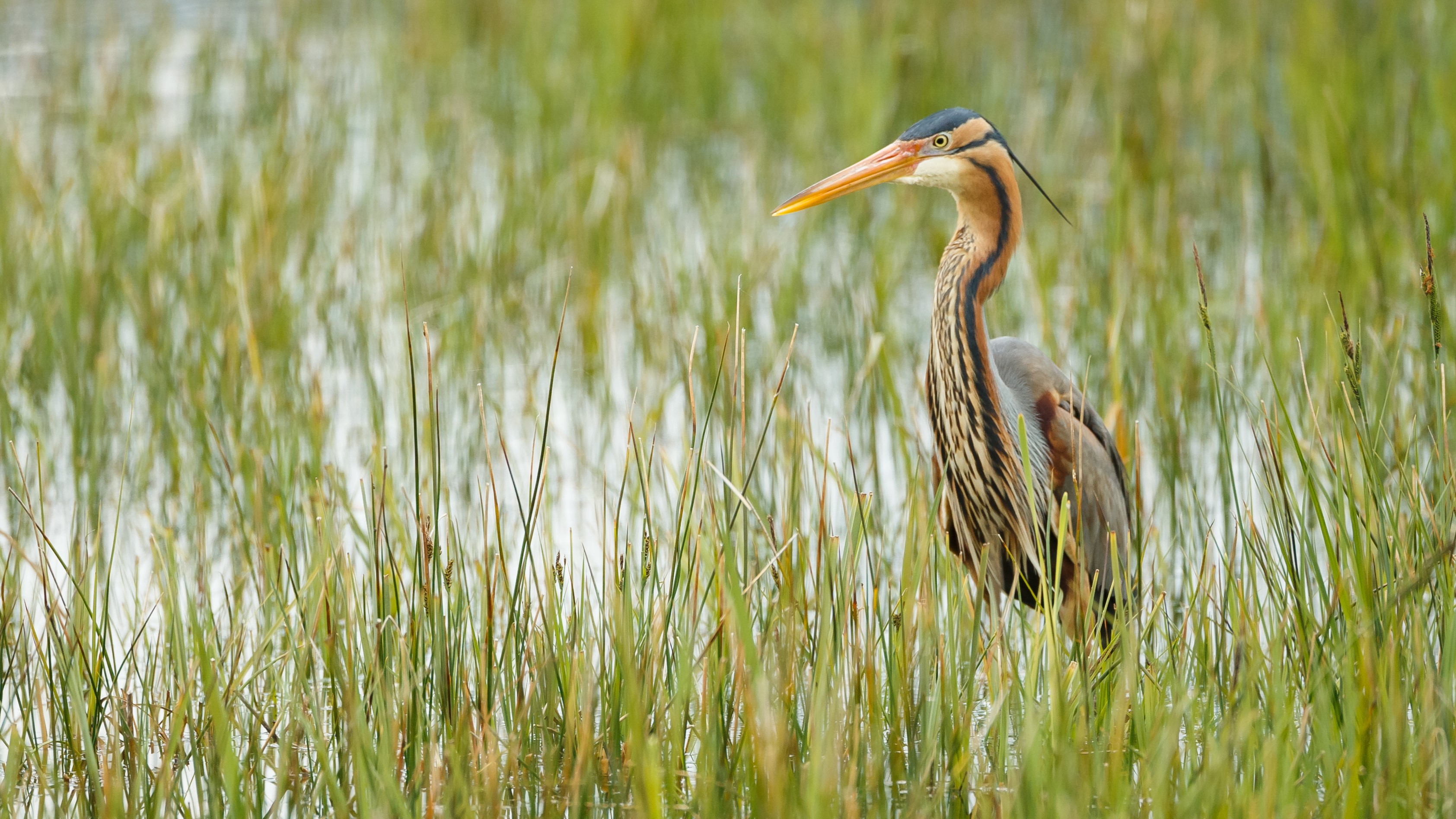 Le superbe héron pourpré revient en force, depuis une première nidification observée en 2004. Il s'orne de plumes plus longues à la saison des amours et hiverne en Afrique tropicale – photo © Christophe Sahli