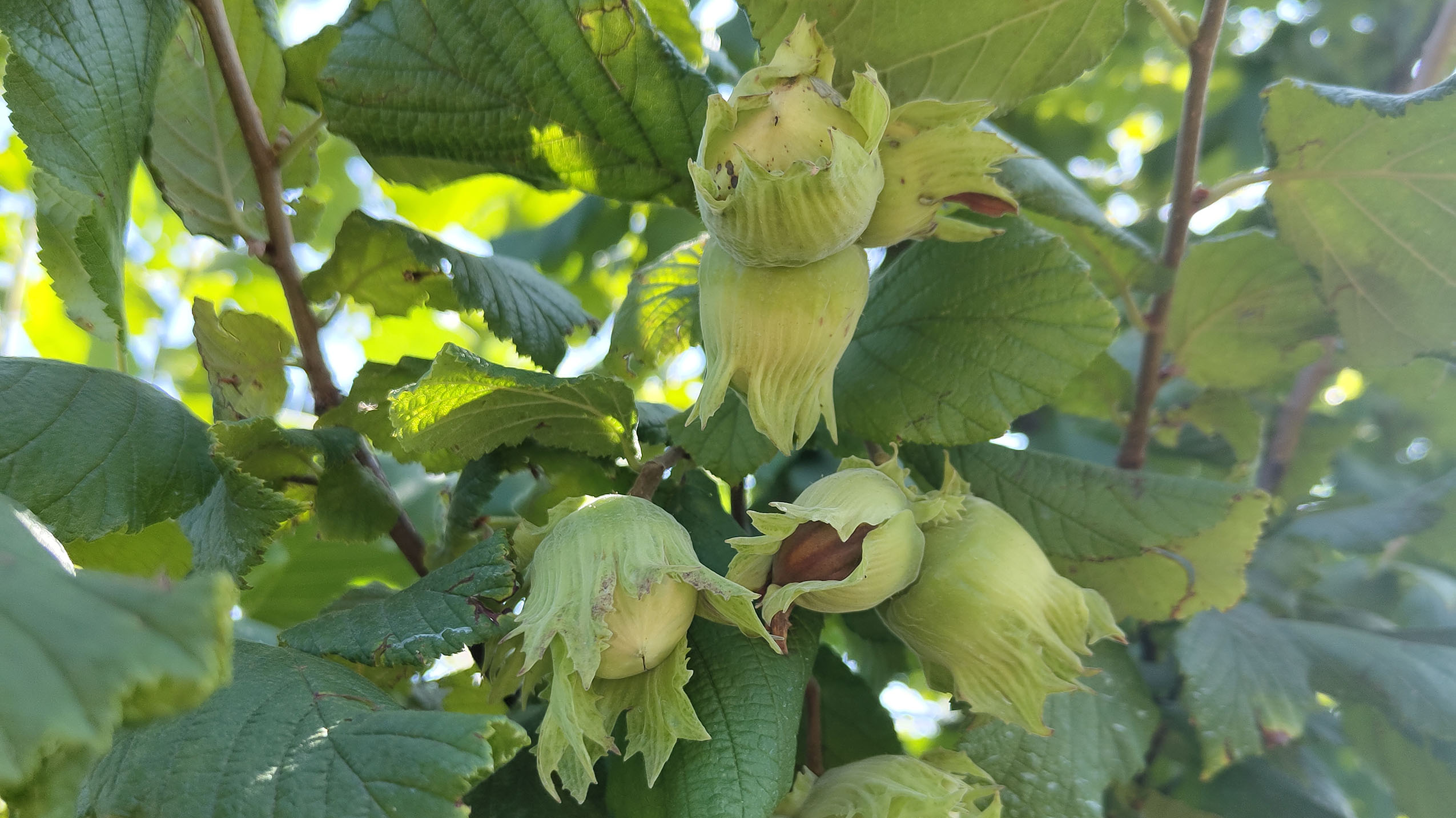 Les noisettes, entourées d’une collerette de feuilles, tombent au sol à maturité, à Cottens à partir de la fin septembre. Elles sont riches en vitamine B et E, en magnésium, en oligoéléments et en fibres – Photo Dicifood