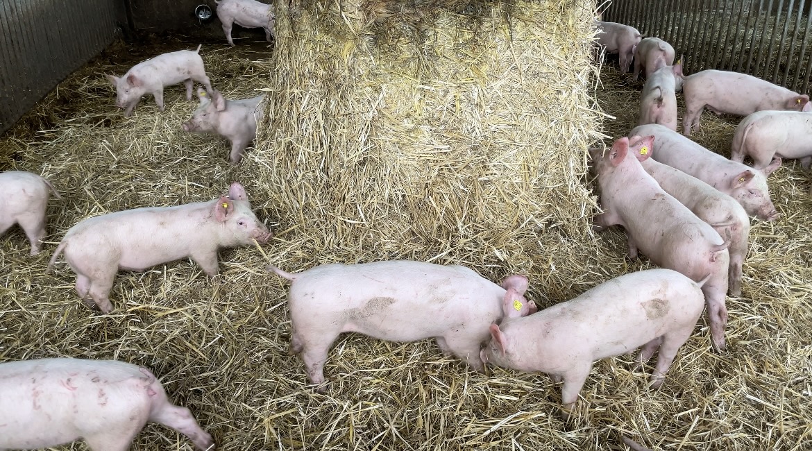 L’élevage porcin suisse répond à des standards de bien-être animal qui dépassent largement les normes européennes. (photo PB)