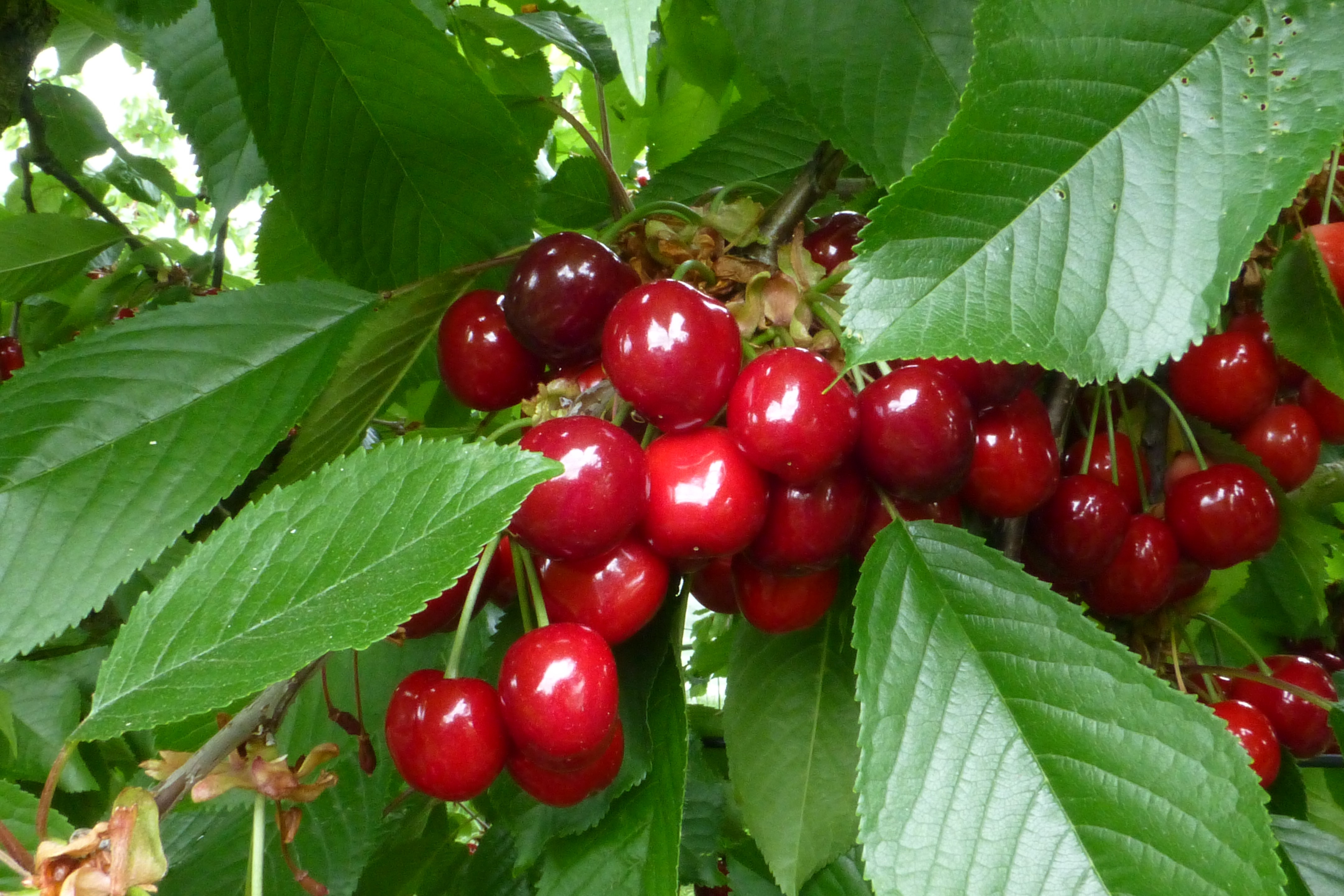 Cerise – Fruits Vaud Genève