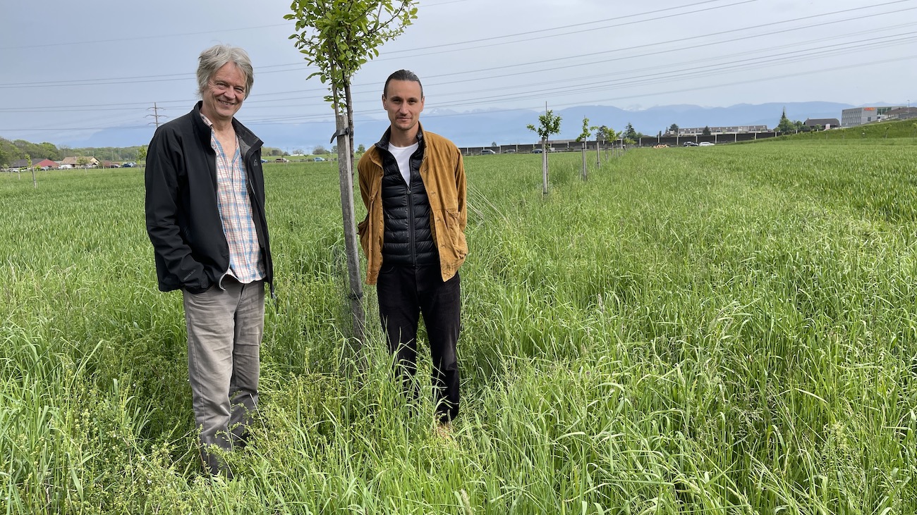 Yves Bischofberger et Antoine Giovannini, dans un champs à Gland où le blé cohabite avec des arbres fruitiers hautes tiges. (photo PB)