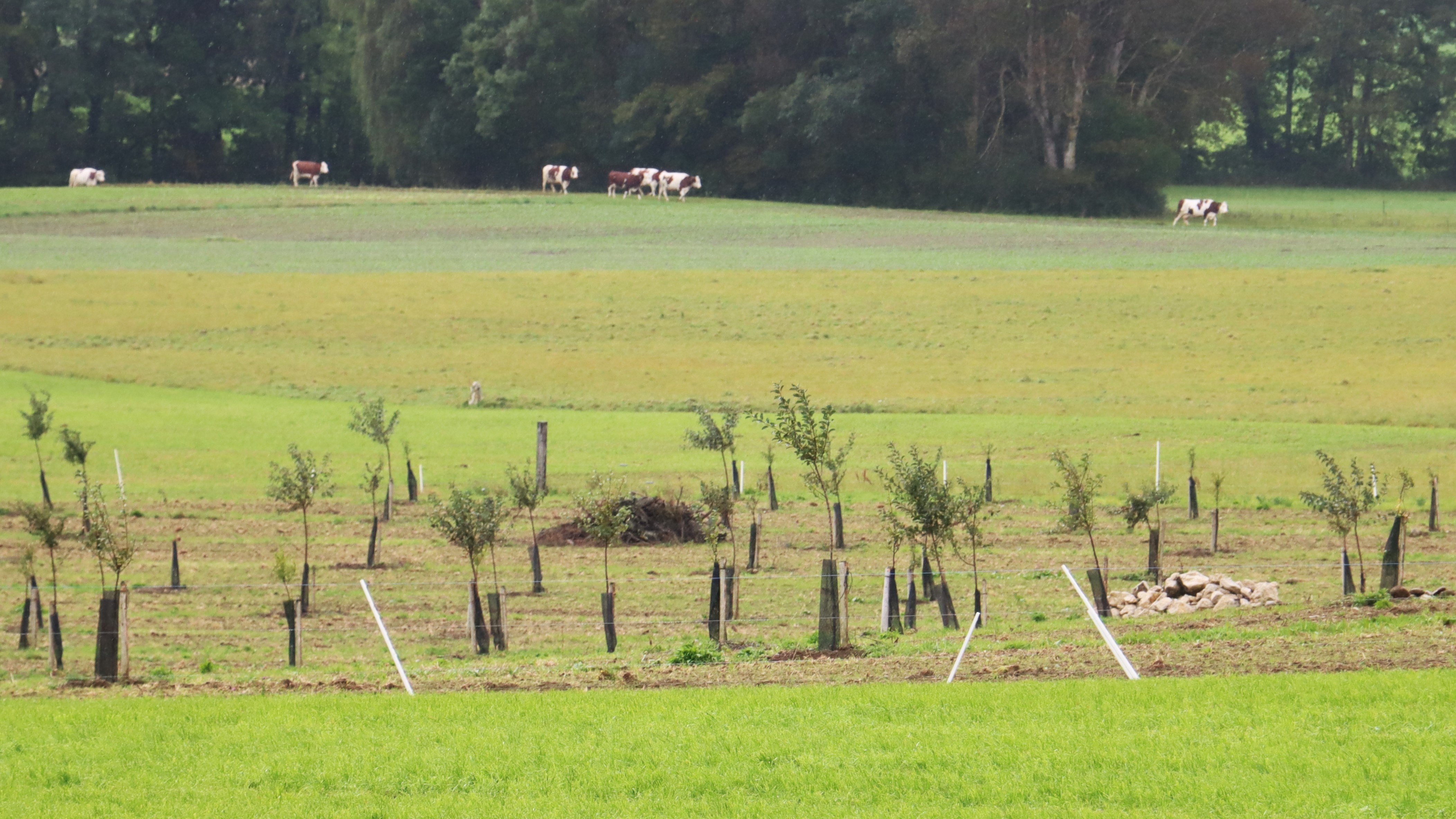 Une parcelle moins productive transformée en verger, des tas de branches, d’autres de pierres plus ou moins grosses: le tableau agricole prend plusieurs dimensions, au bénéfice de l’exploitant comme des espèces menacées – photo EA