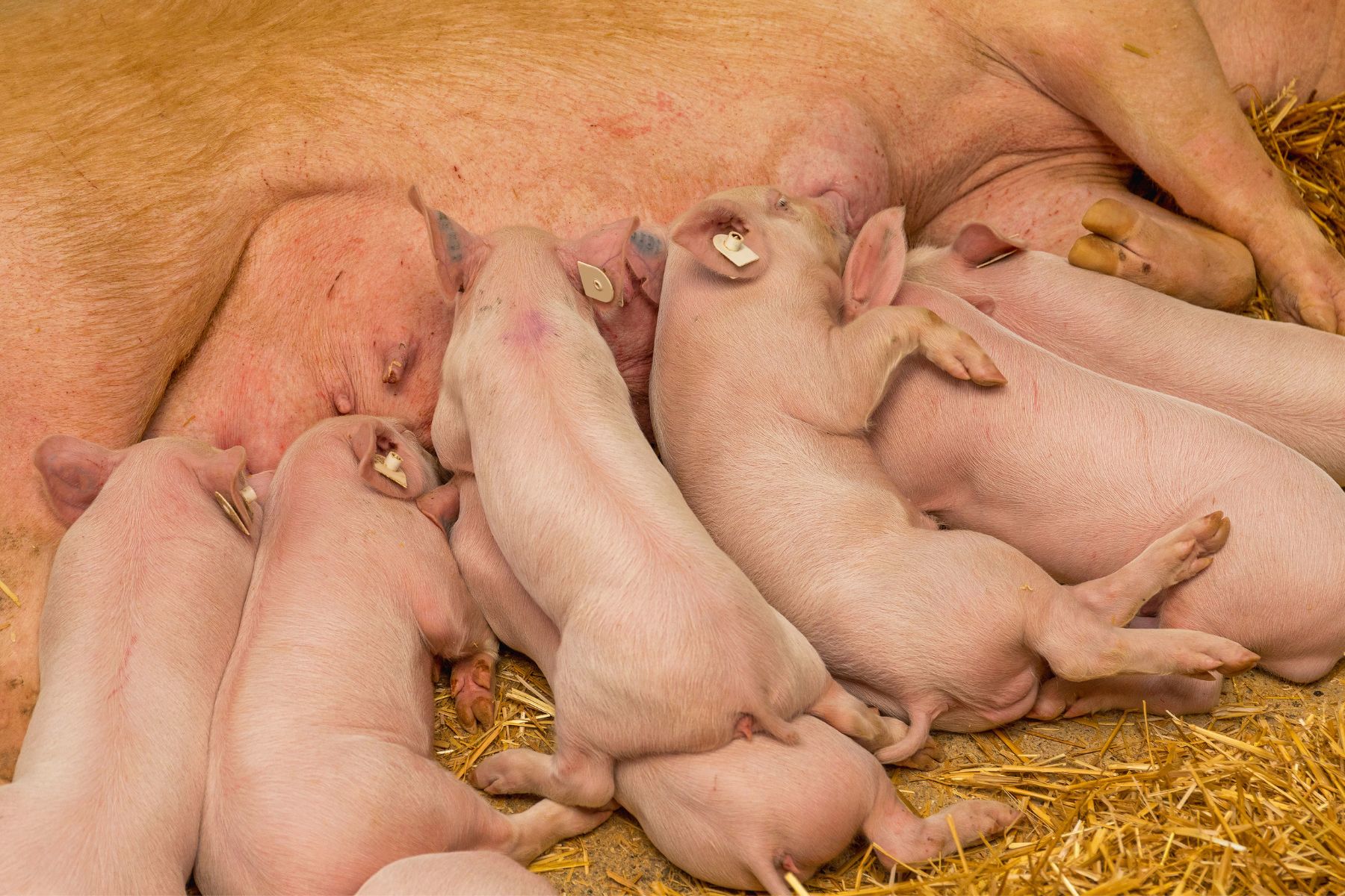 Le marché du porc en Suisse est un marché complètement libre. (DR)