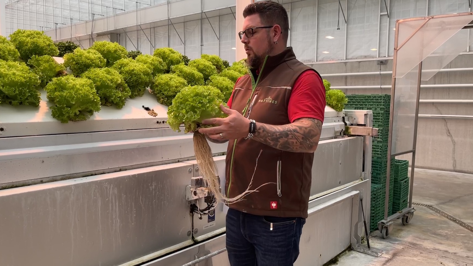 Dans l'une de ses serres. Jeremy Blondin, maraicher à Genève, teste les salades du futur. (photo PB)