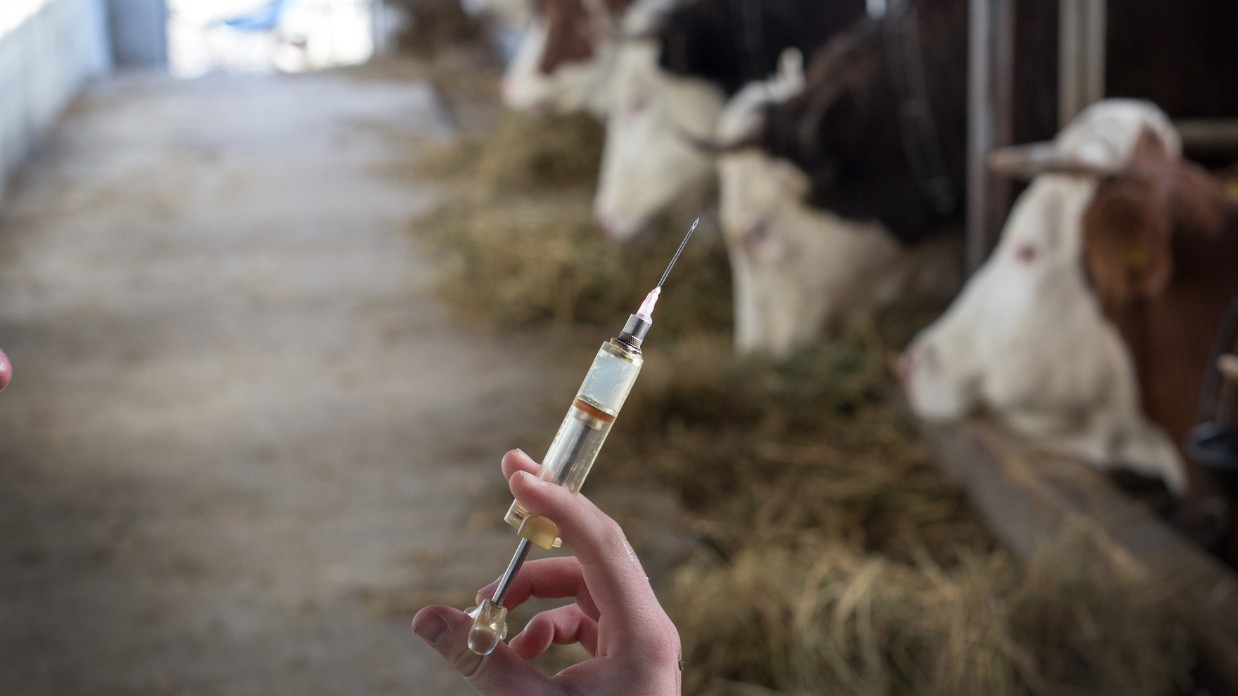 Maladie foudroyante pour les bovins et les moutons, le charbon symptomatique peut pourtant être évité par la vaccination – photo DR