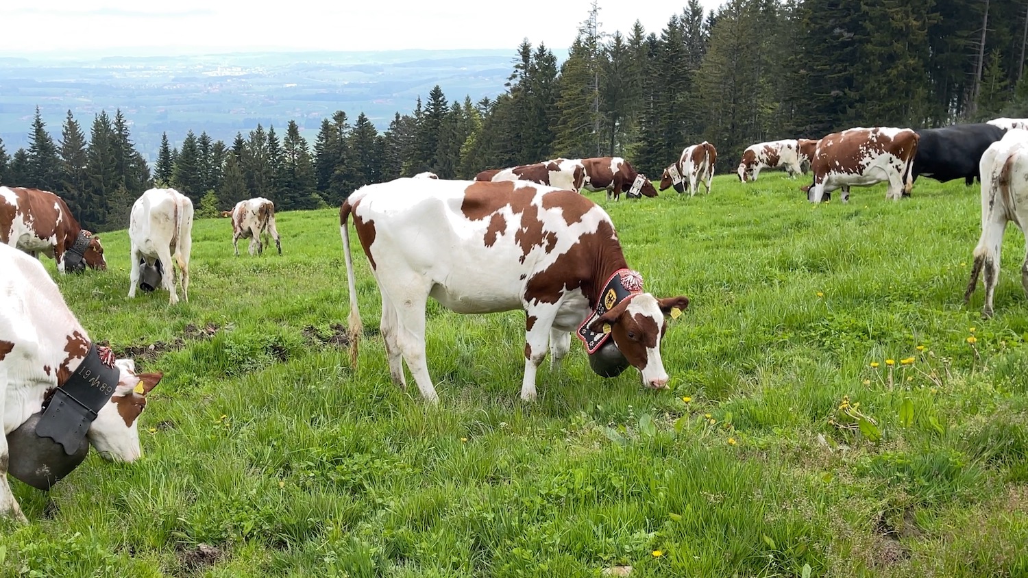 Vaches, méthane et changement climatique