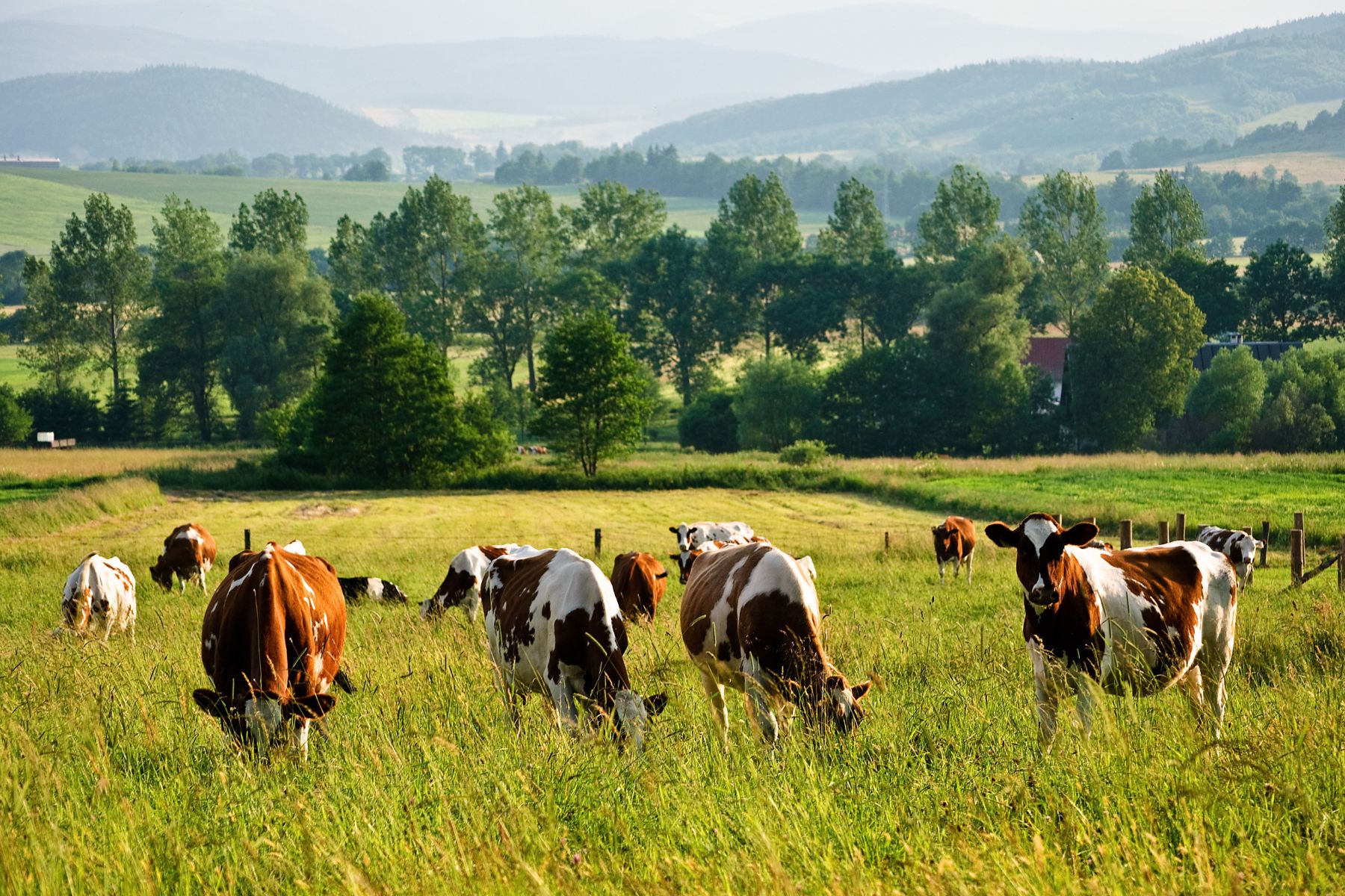 Les prairies agricoles suisses contribuent à la fertilité des sols et à la préservation des écosystèmes. (DR)